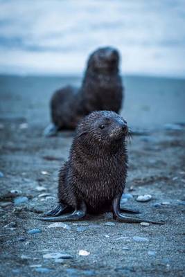 Book cover for Two Wet Antarctic Seals Journal