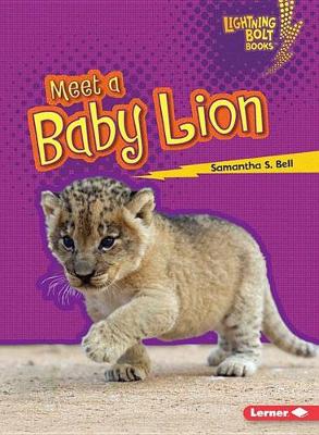 Book cover for Meet a Baby Lion