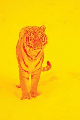 Book cover for Website Password Organizer, Tiger with Yellow Background