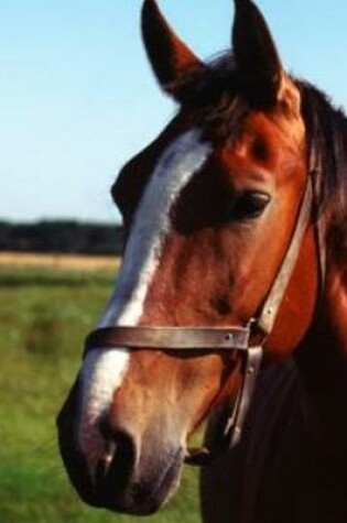 Cover of 2020 Daily Planner Horse Photo Equine Brown Horse 388 Pages