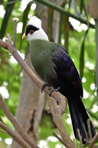 Cover of White-Crested Turaco Journal
