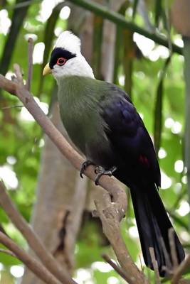 Book cover for White-Crested Turaco Journal