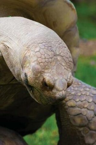 Cover of Galapagos Tortoise Blank Sketchbook