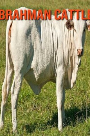 Cover of Brahman Cattle