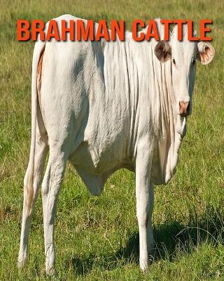 Book cover for Brahman Cattle