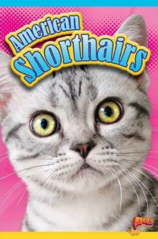 Cover of American Shorthairs