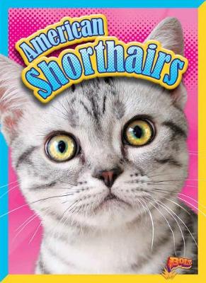 Book cover for American Shorthairs