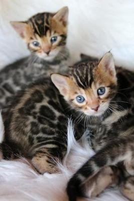 Book cover for Bengal Kittens Journal