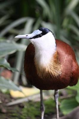 Book cover for African Jacana (Actophilomis Africana) Bird Journal