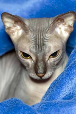 Book cover for Don Sphinx Cat Glares at You Journal