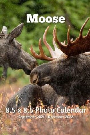 Cover of Moose 8.5 X 8.5 Calendar September 2021 -December 2022