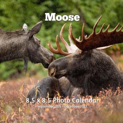 Book cover for Moose 8.5 X 8.5 Calendar September 2021 -December 2022