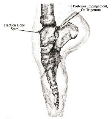 Cover of Dance Medicine: Head to Toe