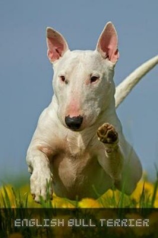 Cover of English Bull Terrier