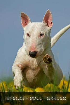 Book cover for English Bull Terrier