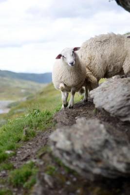 Book cover for Sheep on a Rocky Cliff in Norway