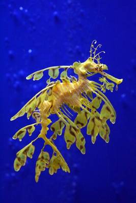 Book cover for Sea Dragon in a Singapore Aquarium Journal