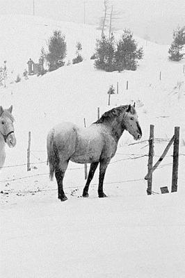 Cover of 2019 Daily Planner Winter Theme Horses In Winter 384 Pages