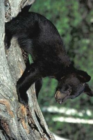 Cover of A Black Bear Cub on a Fallen Log