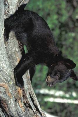 Book cover for A Black Bear Cub on a Fallen Log