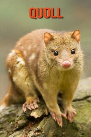 Cover of Quoll