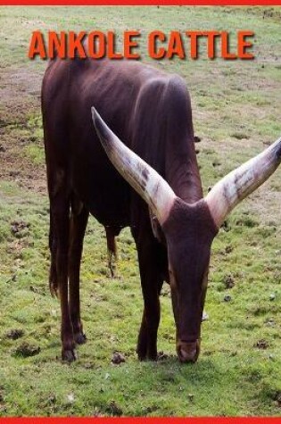 Cover of Ankole Cattle