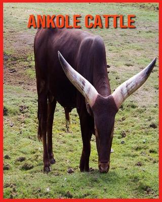 Book cover for Ankole Cattle