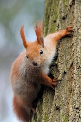 Book cover for An Adorable Red Squirrel on a Tree Journal