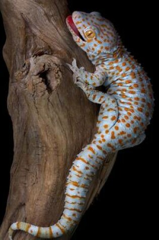 Cover of Tokay Gecko on Driftwood Journal