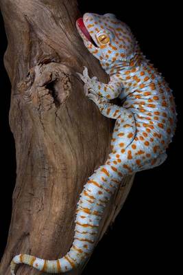 Book cover for Tokay Gecko on Driftwood Journal