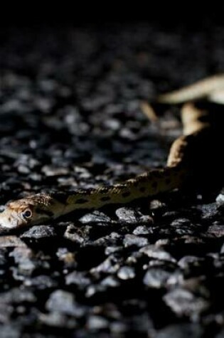 Cover of A Gopher Snake Slowly Crossing the Asphalt Road