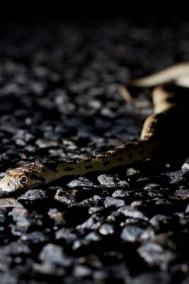 Book cover for A Gopher Snake Slowly Crossing the Asphalt Road