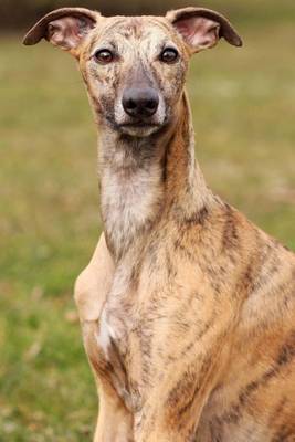 Book cover for Seated Whippet Dog Journal