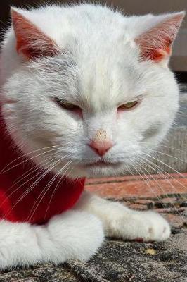 Book cover for This Cat Is Not Amused Journal