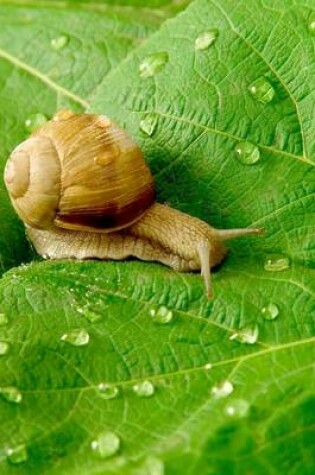 Cover of A Snail Crawling Across a Leaf with Morning Dew Drops