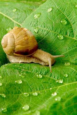 Book cover for A Snail Crawling Across a Leaf with Morning Dew Drops