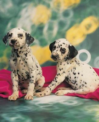 Cover of School Composition Book Dalmatian Puppies Dog Photo 200 Pages
