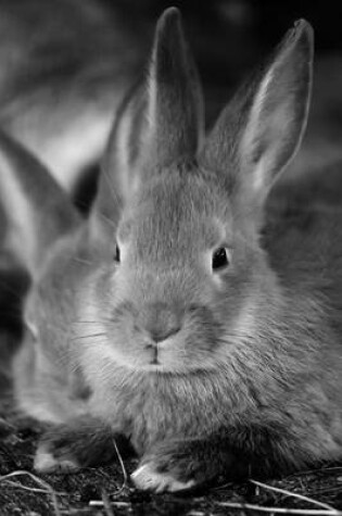 Cover of Bunny Rabbit in Black and White, for the Love of Animals