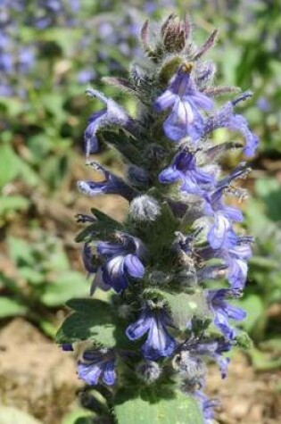 Cover of Ajuga Reptans Blue Bugle Flower Blooming