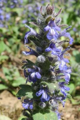 Book cover for Ajuga Reptans Blue Bugle Flower Blooming