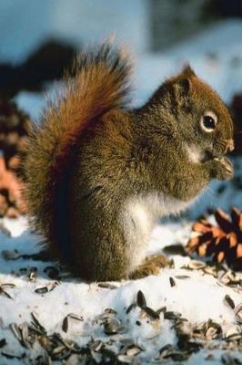 Book cover for Journal Cute Red Squirrel Eats Seeds