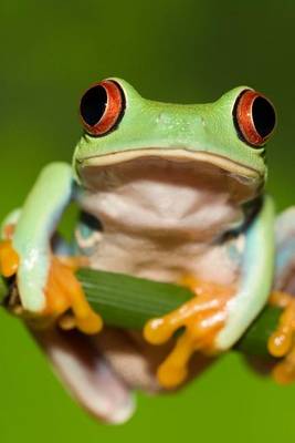 Book cover for Frog Holding on to a Twig