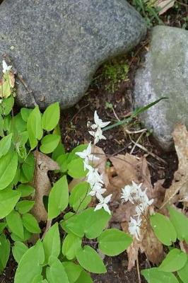 Book cover for Journal Springtime Wild White Flowers Among Rocks