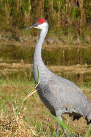 Cover of Sandhill Crane Grus Canadensis, Birds of the World