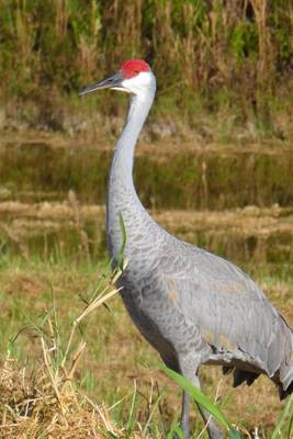 Book cover for Sandhill Crane Grus Canadensis, Birds of the World