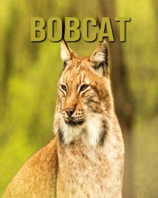 Book cover for Bobcat