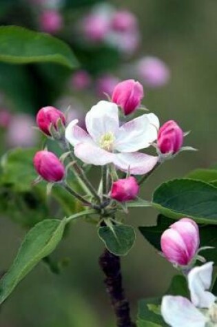 Cover of Apple Blossoms in the Spring Flowering Tree Journal