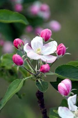 Book cover for Apple Blossoms in the Spring Flowering Tree Journal