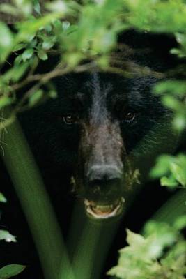 Book cover for Black Bear in the Woods, for the Love of Animals