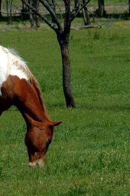 Book cover for Journal Grazing Pinto Equine Horse